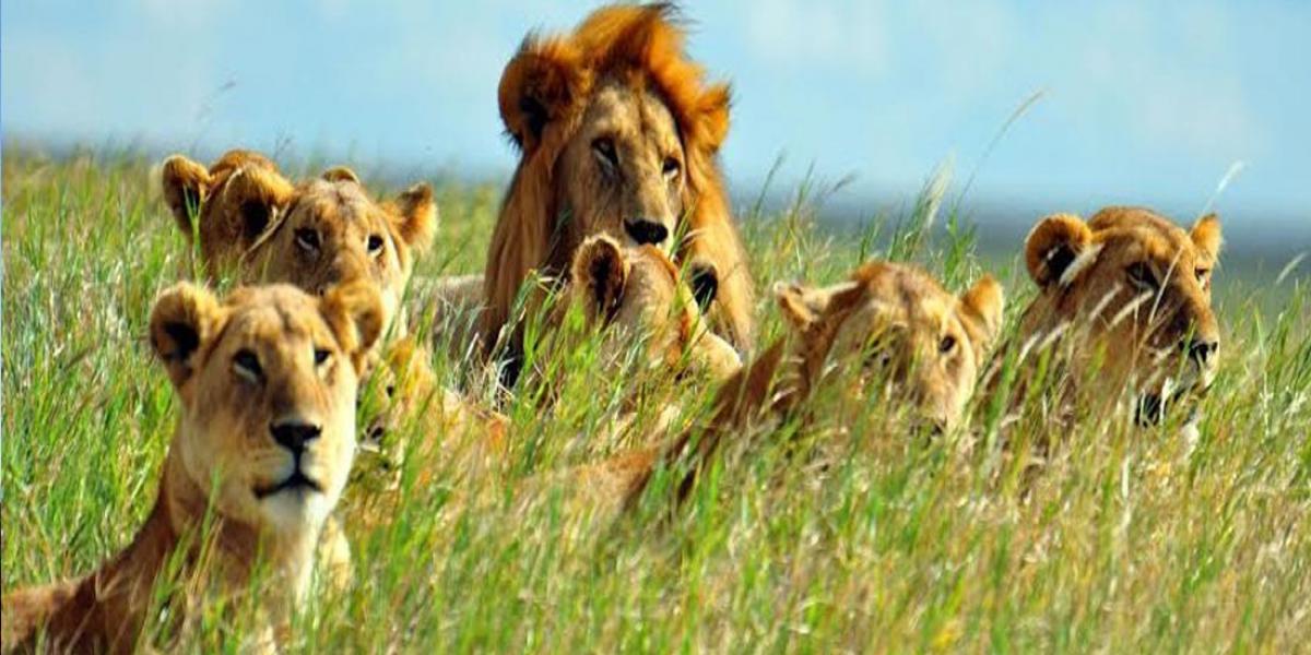 9 Days Uganda Safari, Murchison Falls tour, Uganda wildlife safari